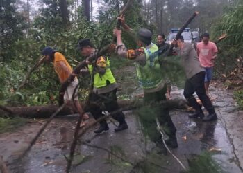 Polsek Karangreja Bersama Warga Evakuasi Pohon Tumbang di Desa Jingkang