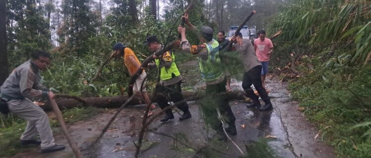 Polsek Karangreja Bersama Warga Evakuasi Pohon Tumbang di Desa Jingkang