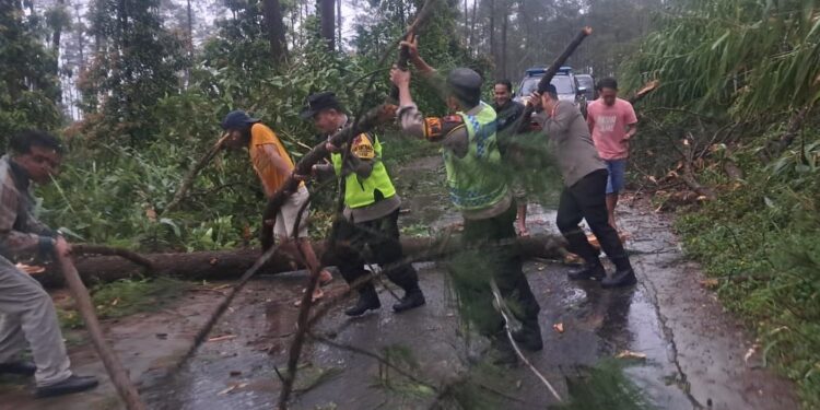 Polsek Karangreja Bersama Warga Evakuasi Pohon Tumbang di Desa Jingkang