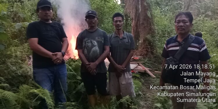 Tanpa Kompromi! Polsek Bosar Maligas Gerebek, Rubuhkan Dan Bakar Habis Lapak Narkoba Di Perladangan Nagori Boluk