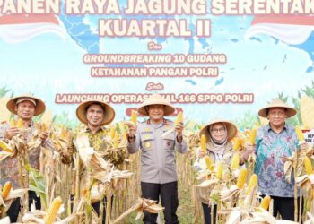 Dukung Swasembada Pangan Nasional, Kapolda Jateng Panen Jagung Bersama Petani di Boyolali