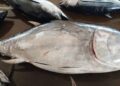 Seekor Tuna Sirip Biru Selatan Didaratkan Pada Awal Musim Penangkapan Ikan 2026 di Pondokdadap