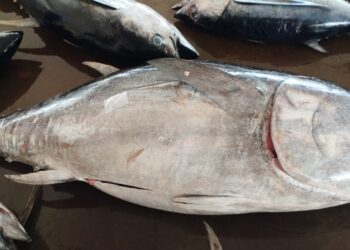 Seekor Tuna Sirip Biru Selatan Didaratkan Pada Awal Musim Penangkapan Ikan 2026 di Pondokdadap