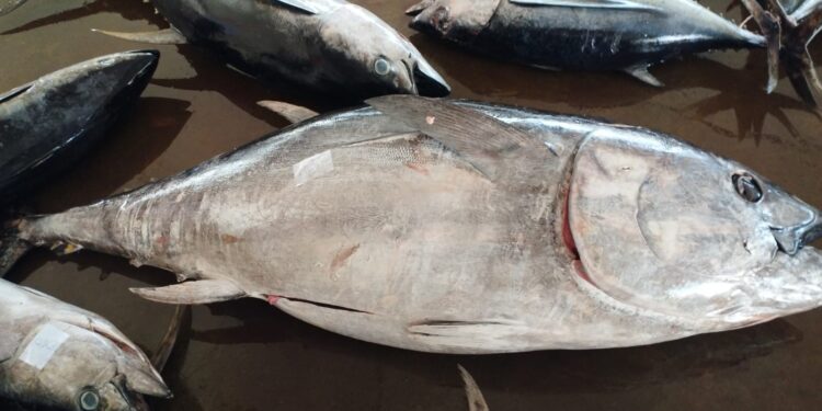 Seekor Tuna Sirip Biru Selatan Didaratkan Pada Awal Musim Penangkapan Ikan 2026 di Pondokdadap