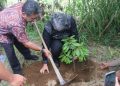 Pemkab Tapanuli Utara gandeng TJSL PT. Taspen (Persero) berikan 1.500 bibit Durian Unggul kepada Kelompok Tani Kecamatan Parmonangan