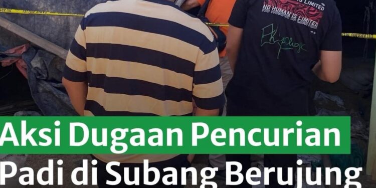 Maling Padi di Subang, Tewas di Hajar Pemilik Penggilingan